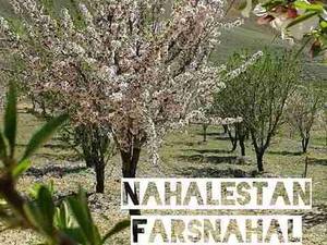 نهال،بادام،اصلاح شده