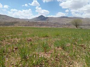 فروش نهال بادام دیرگل خوشه ای در سپیدان