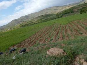 فروش نهال بادام دیرگل خوشه ای در سپیدان