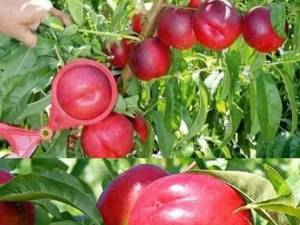 قیمت نهال شلیل در ارومیه