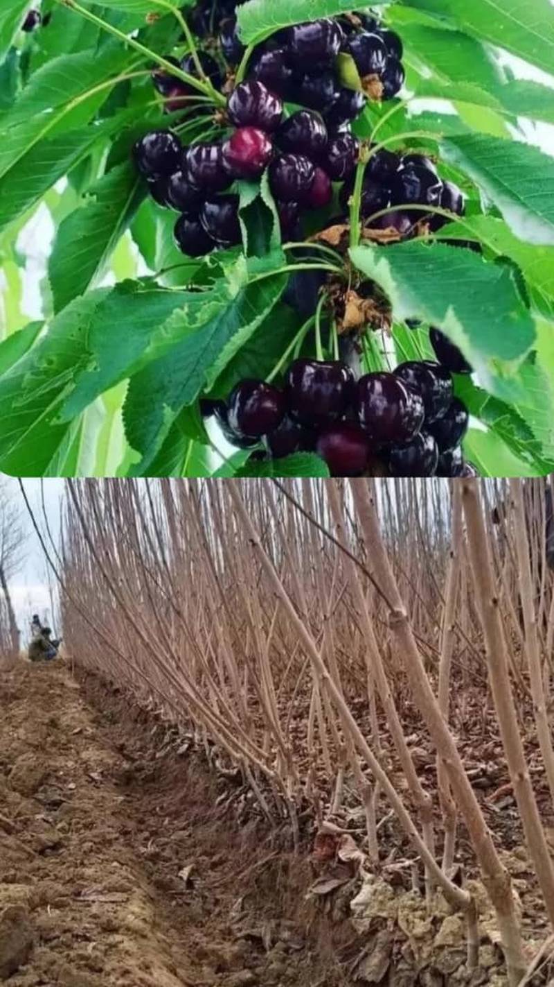 خرید نهال گیلاس در اشنویه