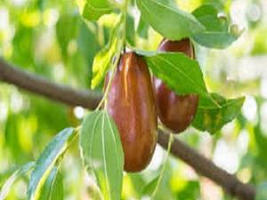 خرید و قیمت نهال عناب  در میاندوآب