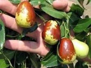 خرید و قیمت نهال عناب  در میاندوآب