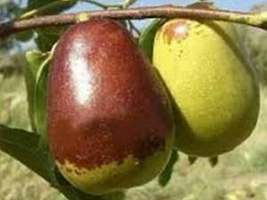 خرید و قیمت نهال عناب  در میاندوآب