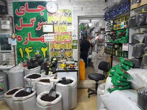 بهترین چای فومن