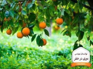 نهال نارنگی خارو خار بلند در جهرم