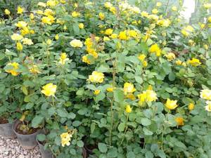 تولید کننده گل رز برای فضای سبز در جهرم