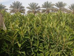 نهال ازگیل برای فضای کشاورزی در جهرم