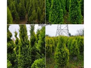فروش گیاهان خاص و کمیاب در ملارد