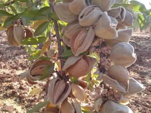 خرید نهال بادام اصلاح شده در اقلید