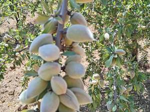 قیمت نهال بادام خوشه ای در اقلید