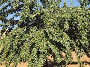 خرید نهال بادام اصلاح شده و شناسنامه‌دار در یاسوج 