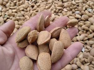 فروش نهال بادام در کرمان
