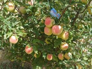 قیمت نهال سیب گلدن میاندوآب