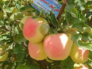 قیمت نهال سیب گلدن میاندوآب