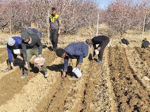 فروش نهال شناسنامه دار در سپیدان