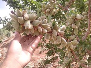 فروش نهال بادام در دوگنبدان 