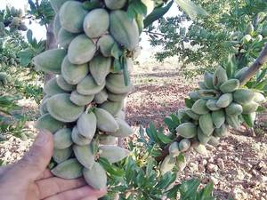 تولید نهال بادام در کهگیلویه 
