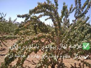 فروش نهال بادام دیرگل در بهمئی