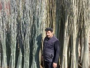 کاشت نهال ریشه لخت در میاندواب