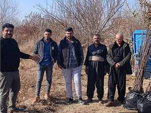 قیمت نهال پالونیا میاندواب