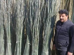 خرید انواع درخت میوه جدید در ارومیه