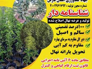 قیمت نهال بادام اصلاح شده در لنده