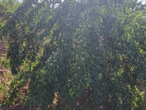 بهترین نهال بادام برای مناطق سردسیر در سوق