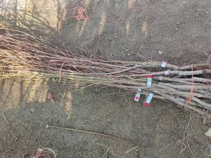 بهترین نهال بادام برای مناطق سردسیر در سوق