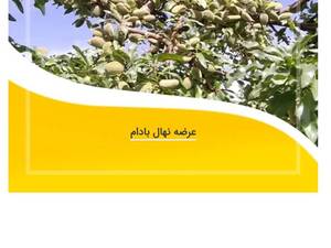 فروش نهال بادام دیرگل در قلعه رئیسی 