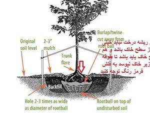 قیمت نهال بادام اصلاح شده در سرفاریاب 