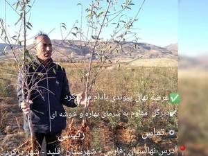 قیمت نهال بادام دیمی در پاتاوه