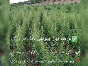 قیمت نهال بادام دیمی در پاتاوه