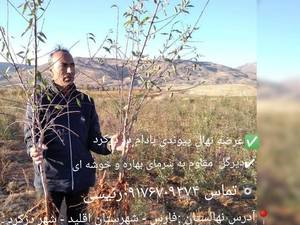 فروش نهال بادام دیرگل در دنا