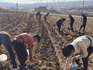 خرید نهال بادام در لار