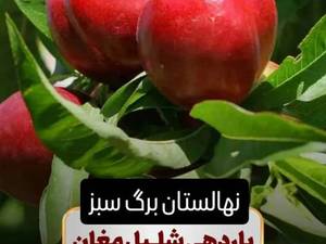خرید نهال شلیل مغان از تولید کننده