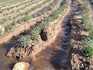 نهال بادام اصلاح شده و شناسنامه‌دار در بهمئی