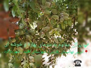 تولید نهال بادام در قلعه ممبی