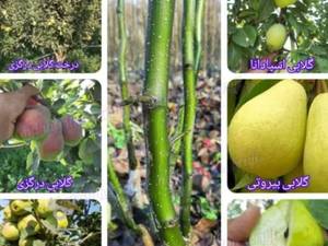 خرید  نهال گلابی برای باغ در مراغه