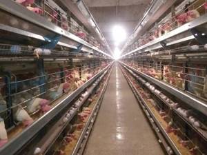 خرید قفس مرغ تخمگذار در اصفهان