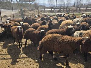 قیمت بره شیری در اصفهان