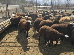 قیمت بره شیری در اصفهان