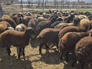 قیمت بره شیری در اصفهان