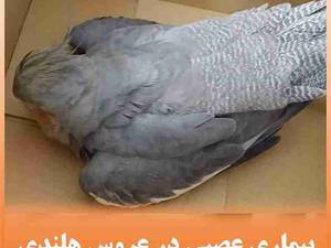 بیماری عصبی در عروس هلندی
