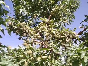 خرید و فروش نهال بادام اصلاح‌شده در شیراز