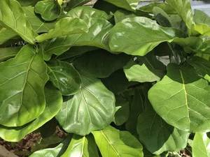 خرید و سفارش فیکوس لیراتا در رشت