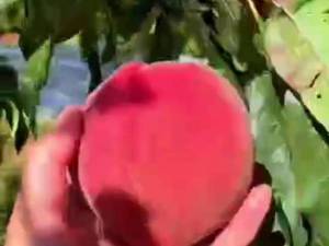 نهال هلو قجیرقانات در میاندواب