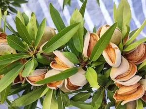 نهال بادام تونو در گیلان