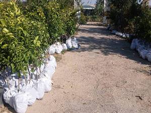 قیمت و خرید نهال مرکبات استوایی در اهواز