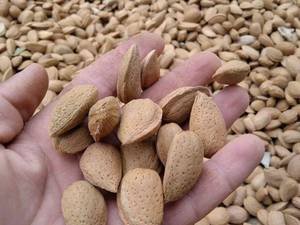 نهال بادام شناسنامه دار در لپوئی
